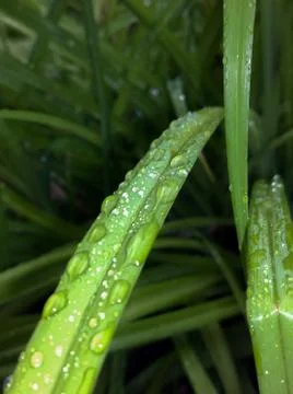 Green leaf with water drops Stock Photos