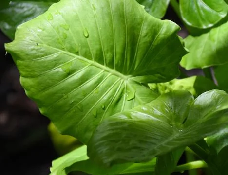 Green leaf with water drops Foto stock