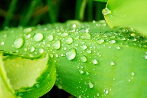 Green leaf with water drops Stock Photos