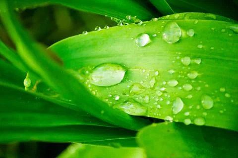 Green leaf with water drops Stock Photos