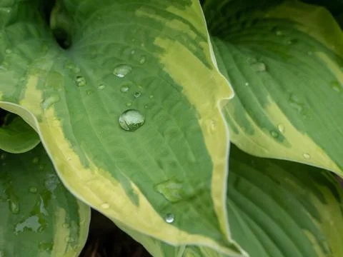 Green leaf with water drops. Stock Photos