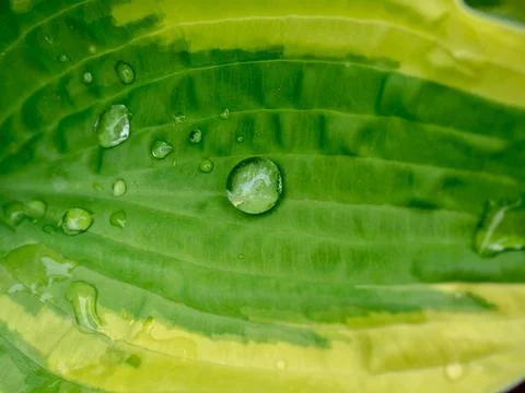 Green leaf with water drops. Stock Photos