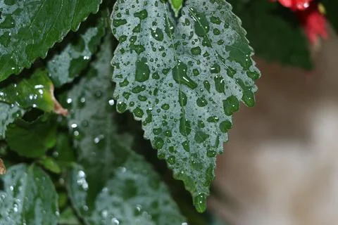 Green leaf on water drops. Stock Photos