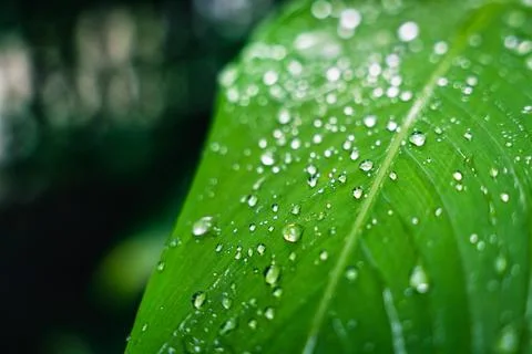 Green leaf with water drops of the rain in garden Stock Photos