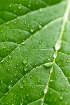 Green leaf with water drops. Selective focus Stock Photos
