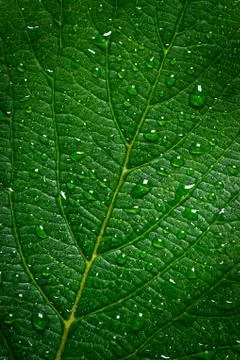 Green leaf with water drops, texture background, macro Stock Photos