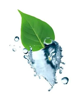 Green Leaf In Water Stock Photos