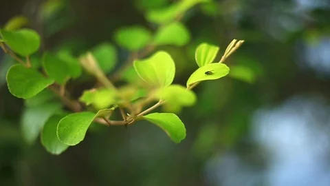 Green leaf waving with blurry background Stock Footage 94439916
