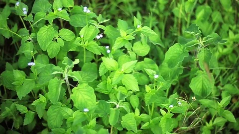 Green leaf waving with blurry background Stock Footage 94439935