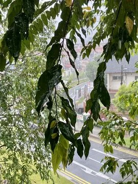 Green Leaf while raining 库存照片