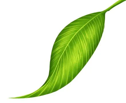 Green leaf on white background. Gives a feeling to fresh and comfortable . Cr Stock Illustration