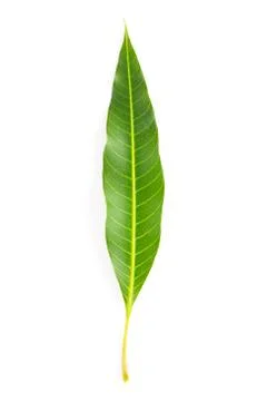 Green leaf on white background, Mango leaf Stock Photos