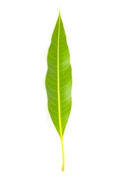 Green leaf on white background, Mango leaf Stock Photos