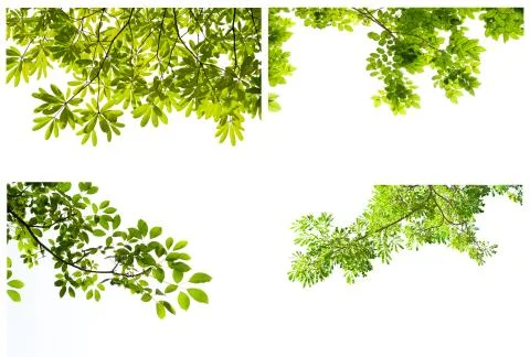 Green leaf on white background Stock Photos