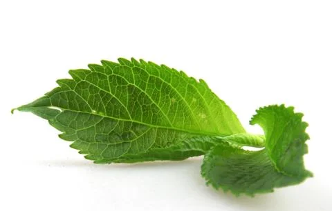 Green leaf on a white background Foto stock