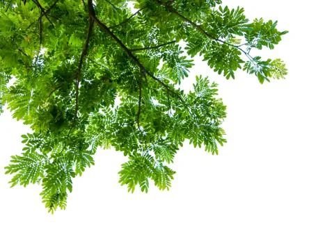Green leaf on white background 写真素材