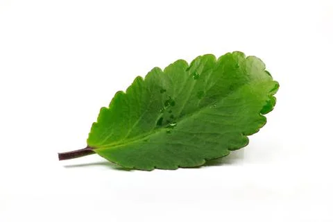 Green leaf on white background Stock Photos