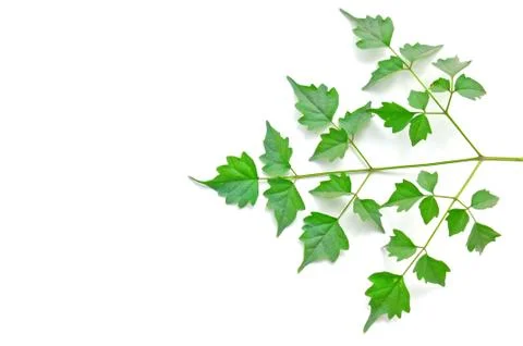 Green leaf on white background Fotos Stock