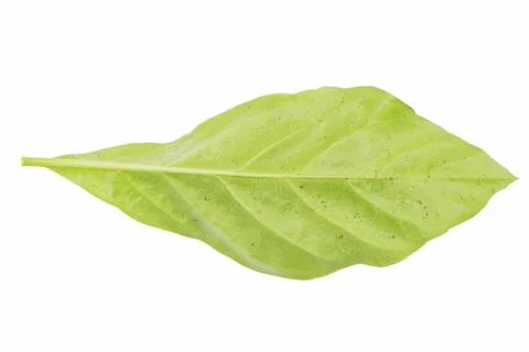 Green leaf on a white background Stock Photos