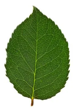 Green leaf on white background Stock Photos