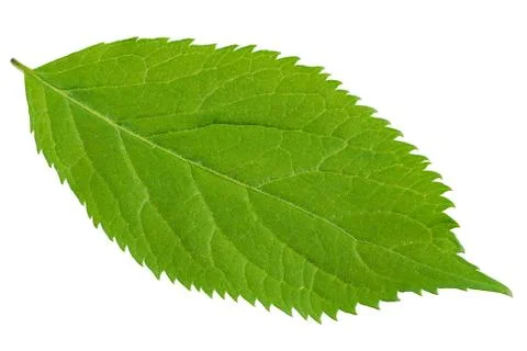 Green leaf on a white background Stock Photos