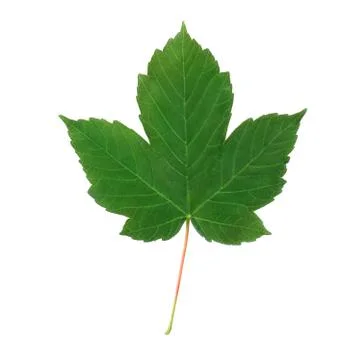 Green leaf on a white background Stockfoto's