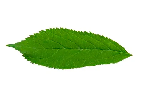 Green leaf on a white background Foto stock