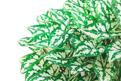 Green leaf in white background Stock Photos