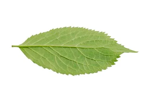 Green leaf on a white background Foto stock