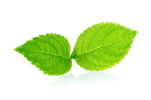 Green leaf on white background Stock Photos