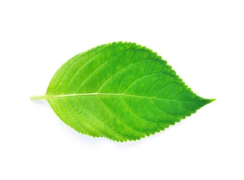 Green leaf on white background Stock Photos