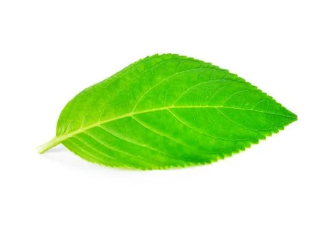 Green leaf on white background Stock Photos