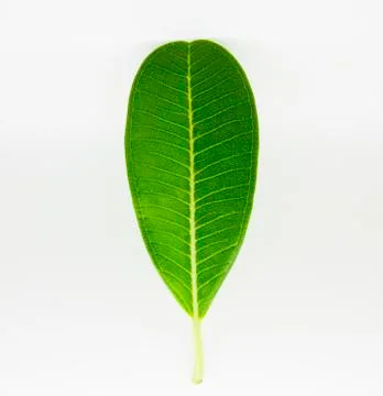 Green leaf on the white background Stock Photos