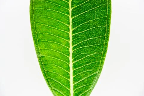 Green leaf on the white background Stock Photos