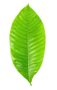 Green leaf on a white background Stock Photos