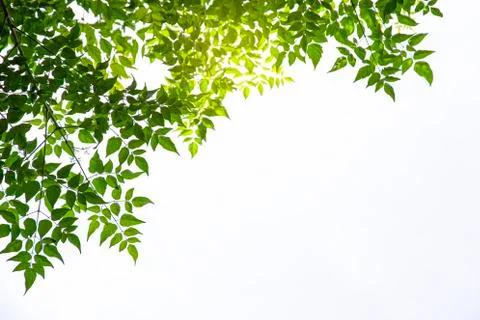 Green leaf on white background Stock Photos