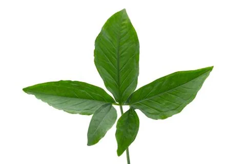 Green leaf on white background. Foto stock