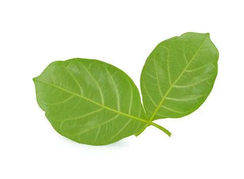 Green leaf on a white background Stock Photos