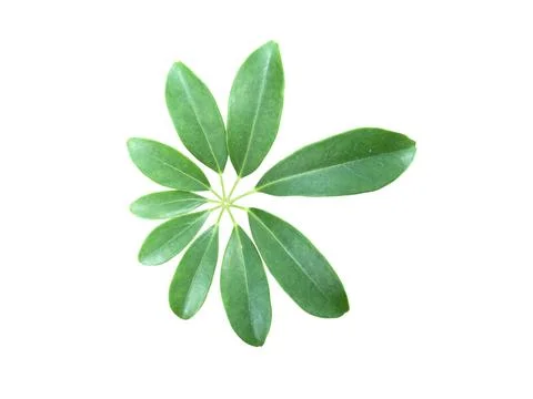 Green leaf on white Background. Foto stock