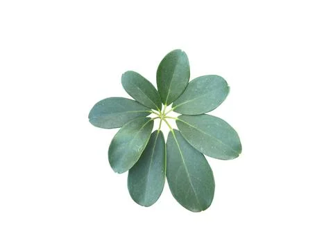 Green leaf on white Background. Foto stock