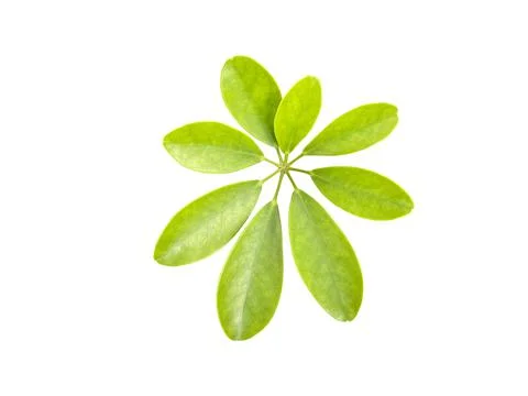 Green leaf on white Background. Foto stock