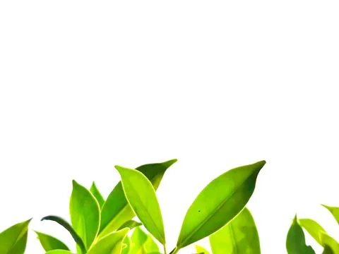 Green leaf white background with text holder Stock Photos