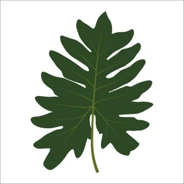 Green leaf on white background. Vector Illustration Stock Illustration