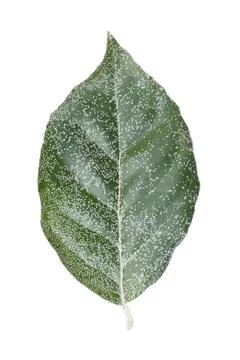 Green leaf with white dots isolated on white Stock Photos