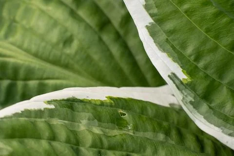 Green leaf with white edges Foto stock