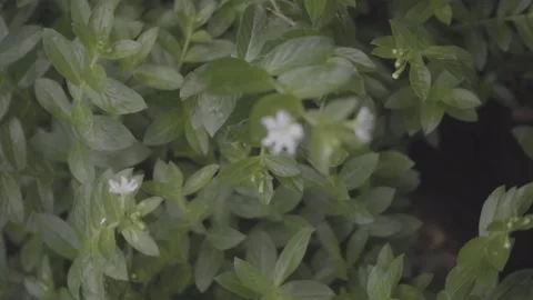 Green leaf with white flower Stock Footage 246346386