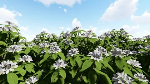 Green Leaf White flower Stock Footage 338408203
