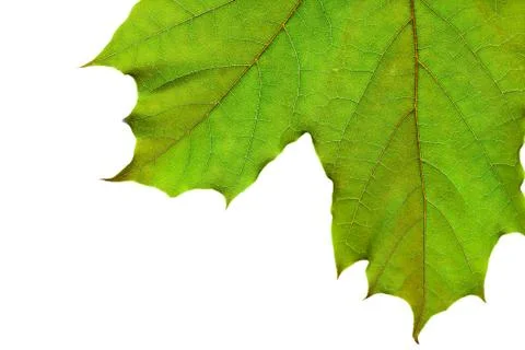 Green leaf on white Stock Photos
