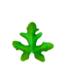 Green leaf on white Stock Photos