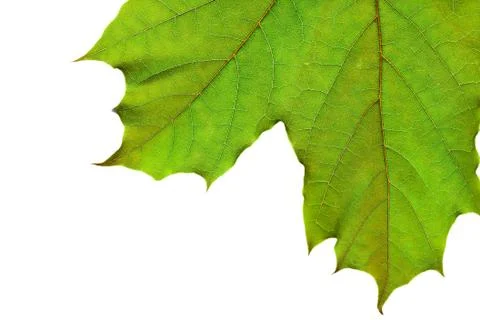 Green leaf on white Stock Photos
